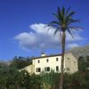 Finca with palm