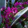 Some flowers