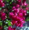 Some more flowers