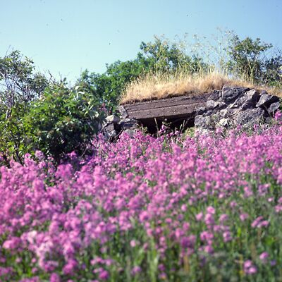 Camera: D:\Daten\Bilder\Roh-Scan\Schweden\Web\Blumenwiese07.jpg<br>
400 x 400 - 46,4 KB